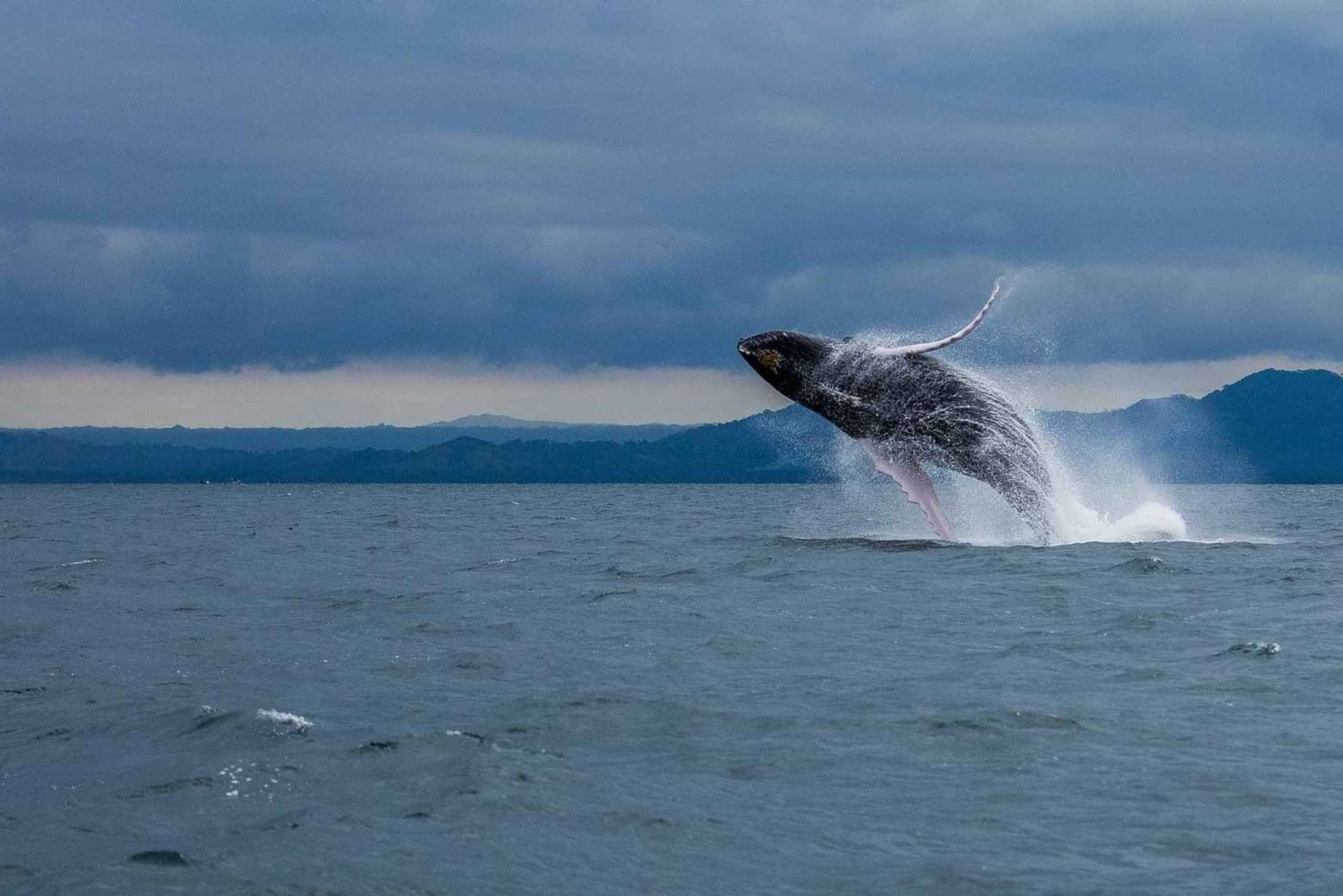 Samaná: Valskådningstur med snacks