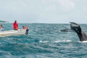 Samaná: Valskådningstur med snacks