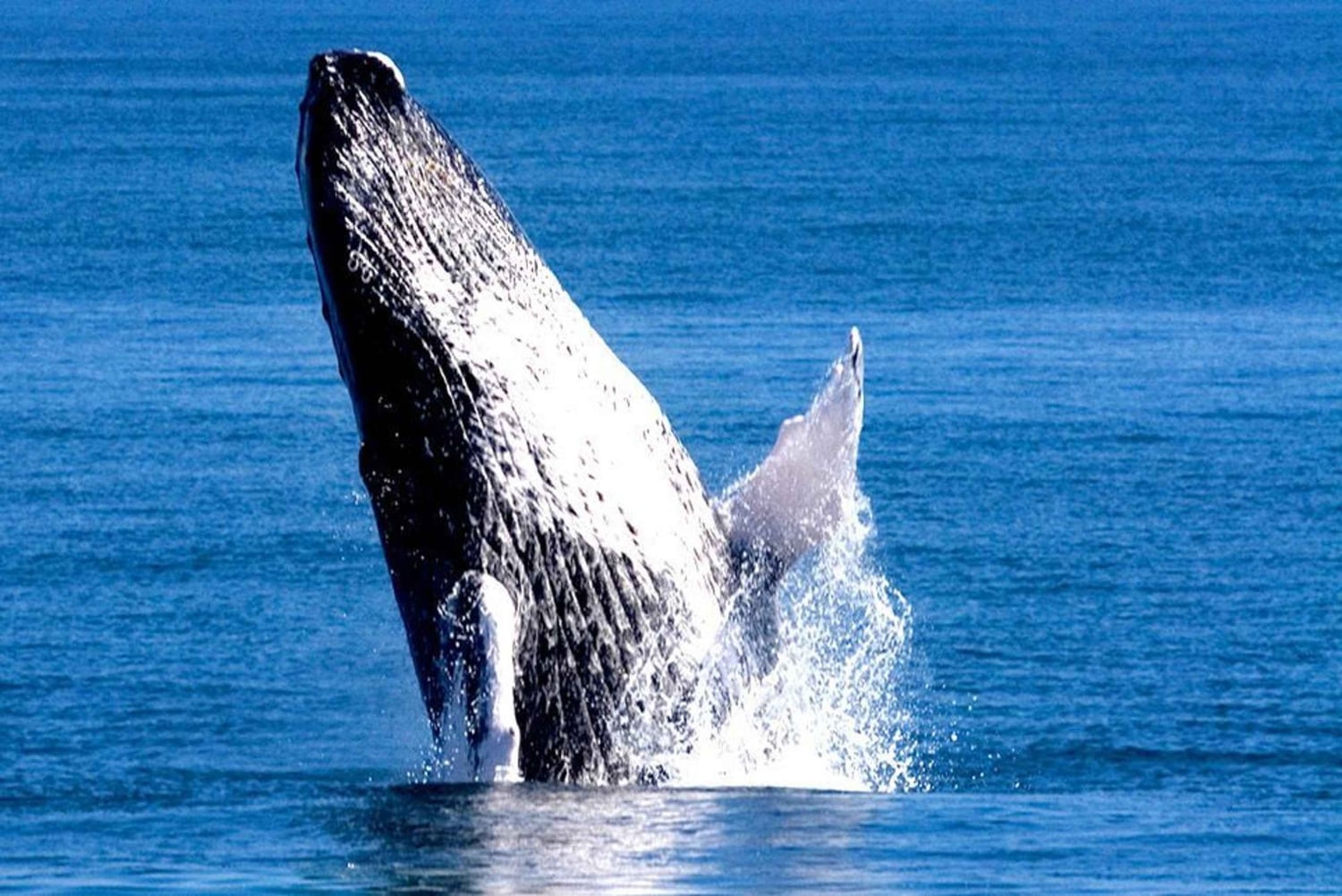 Samana: Whale Watching Tour