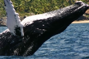 Samana: Walvistour