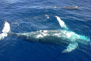 Samana: Walvistour
