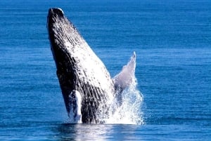 Samana: Whale Watching Tour