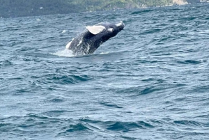 プンタ カナ：カヨ レバンタドとバカルディ島へのランチ付き旅行