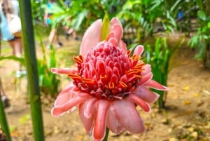 Samaná: Tagestour zu den Yanigua-Wasserfällen mit der Fähre und Mittagessen