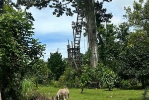 Samaná: Tagestour zu den Yanigua-Wasserfällen mit der Fähre und Mittagessen