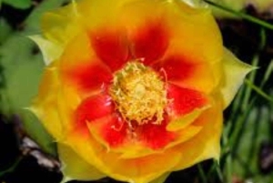 Santo Domingo: 3 Eyes Park & Botanical Garden Tour