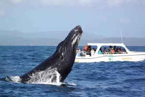 Santo Domingo: Whale Watching and Cayo Levantado