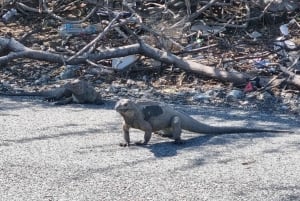 Santo Domingo: sandboarding en el desierto de Salinas y snorkel