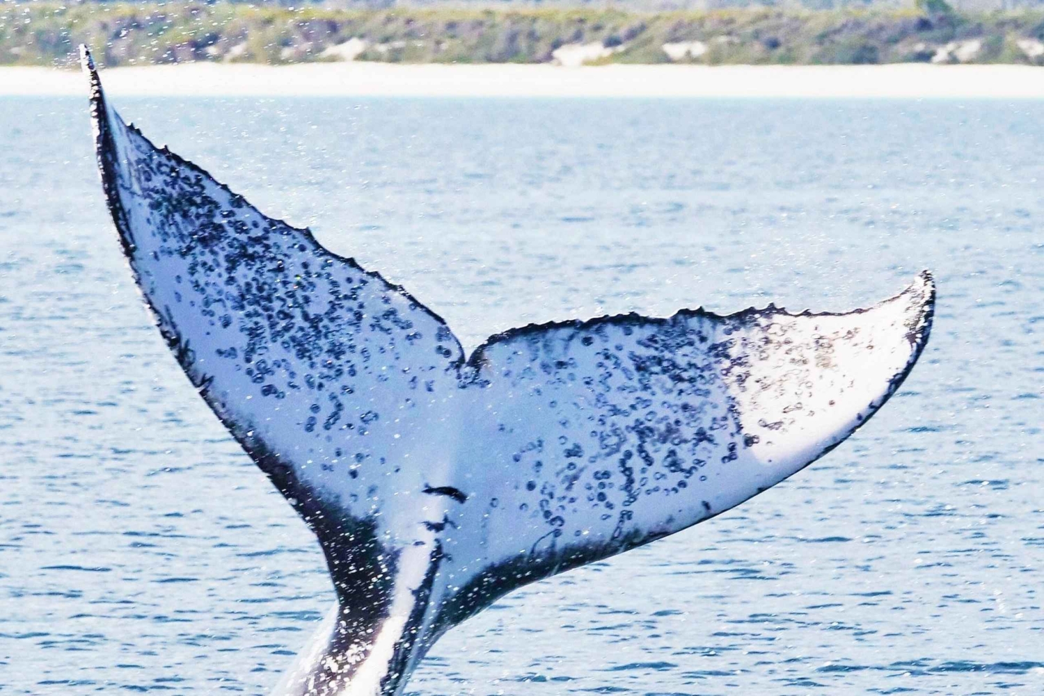 Santo Domingo: Osservazione delle balene e Isola di Barcadi Giornata intera