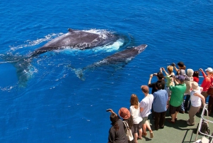 Santo Domingo: Whale Watching and Barcadi Island Full Day