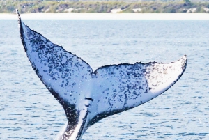 Santo Domingo: Osservazione delle balene e Isola di Barcadi Giornata intera
