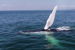 Santo Domingo: Osservazione delle balene e Isola di Barcadi Giornata intera