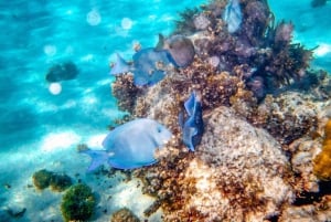 Punta Cana: Saona Crusoe VIP