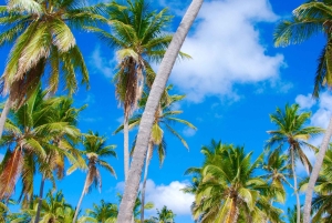 Tour dell'isola di Saona e del fiume Chavon con pranzo e bevande