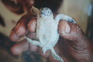 Saona Island Day för Marella Discovery (La Romana Port)