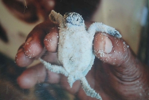 Saona Island Day for Marella Discovery (La Romana Port)