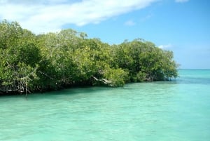 Isla Saona: Excursión de un día en crucero por las playas vírgenes en grupo reducido