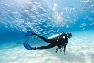 Excursion de plongée sous-marine à Puerto Plata Hôtel/Rive