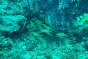 Scuba Doo: Discover Punta Cana's Marine Life In a Fun Way