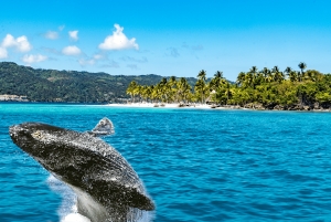 サマナ湾で季節限定のザトウクジラのホエールウォッチング体験をお楽しみください