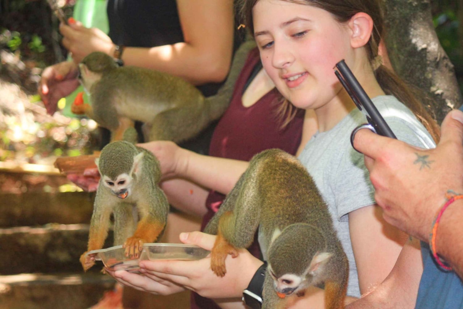 Shore Excursion Damajagua Waterfalls and Monkey Encounters