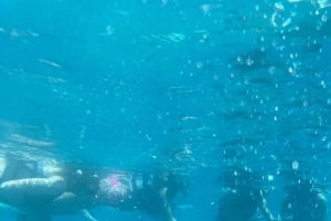 Sosua båd- og snorkeltur + strandbesøg