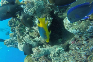 Sosúa: rejs katamaranem z nurkowaniem i lunchem