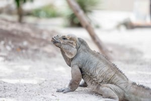 セノーテ オホス インディヘナスで泳ぐ