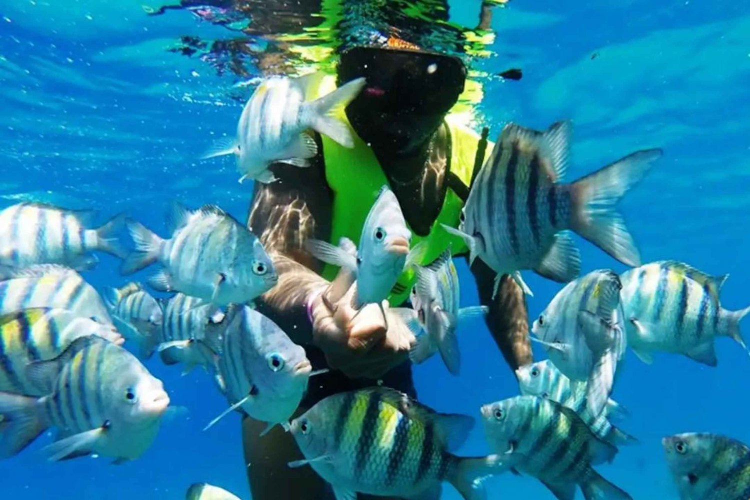 Uforglemmelig snorkling på Catalina Island