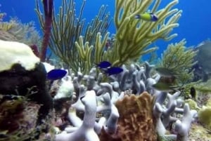 Uforglemmelig snorkling på Catalina Island