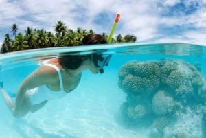 Inesquecível aventura de mergulho com snorkel na Ilha Catalina