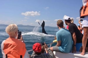 Observação de baleias + liberdade em Cayo Levantado