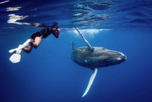 Whale Watching + Cayo Levantado