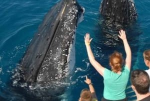 From Punta Cana: Whale Watching and Beaches Day Trip