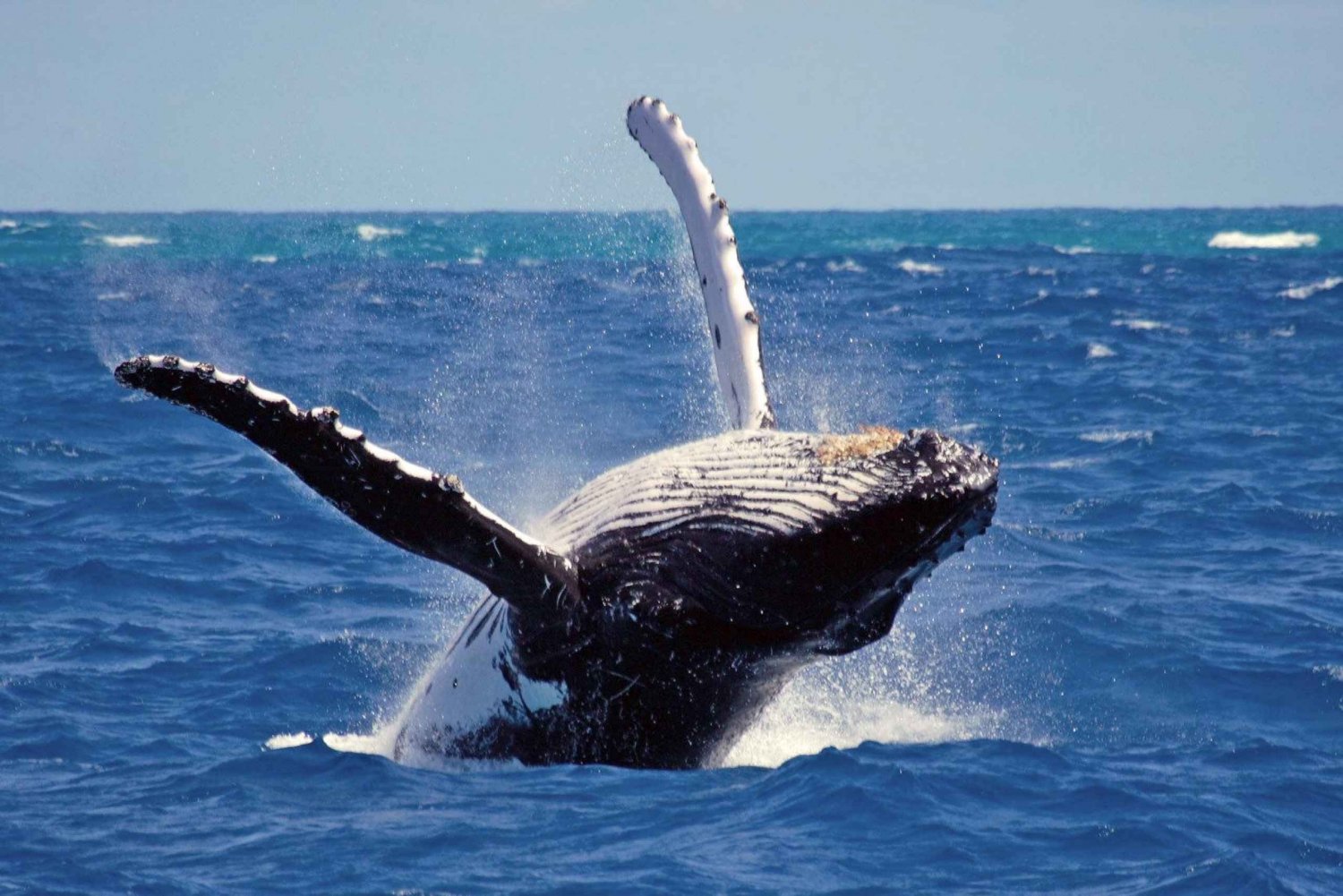 Whale Watching: Full Day Tour from Punta Cana by Airplane