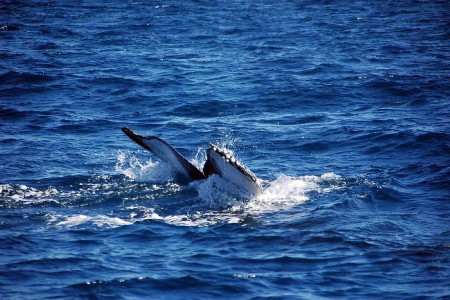 Avistamiento de ballenas y safari a la Montaña Redonda