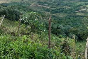Avistamiento de ballenas y safari a la Montaña Redonda