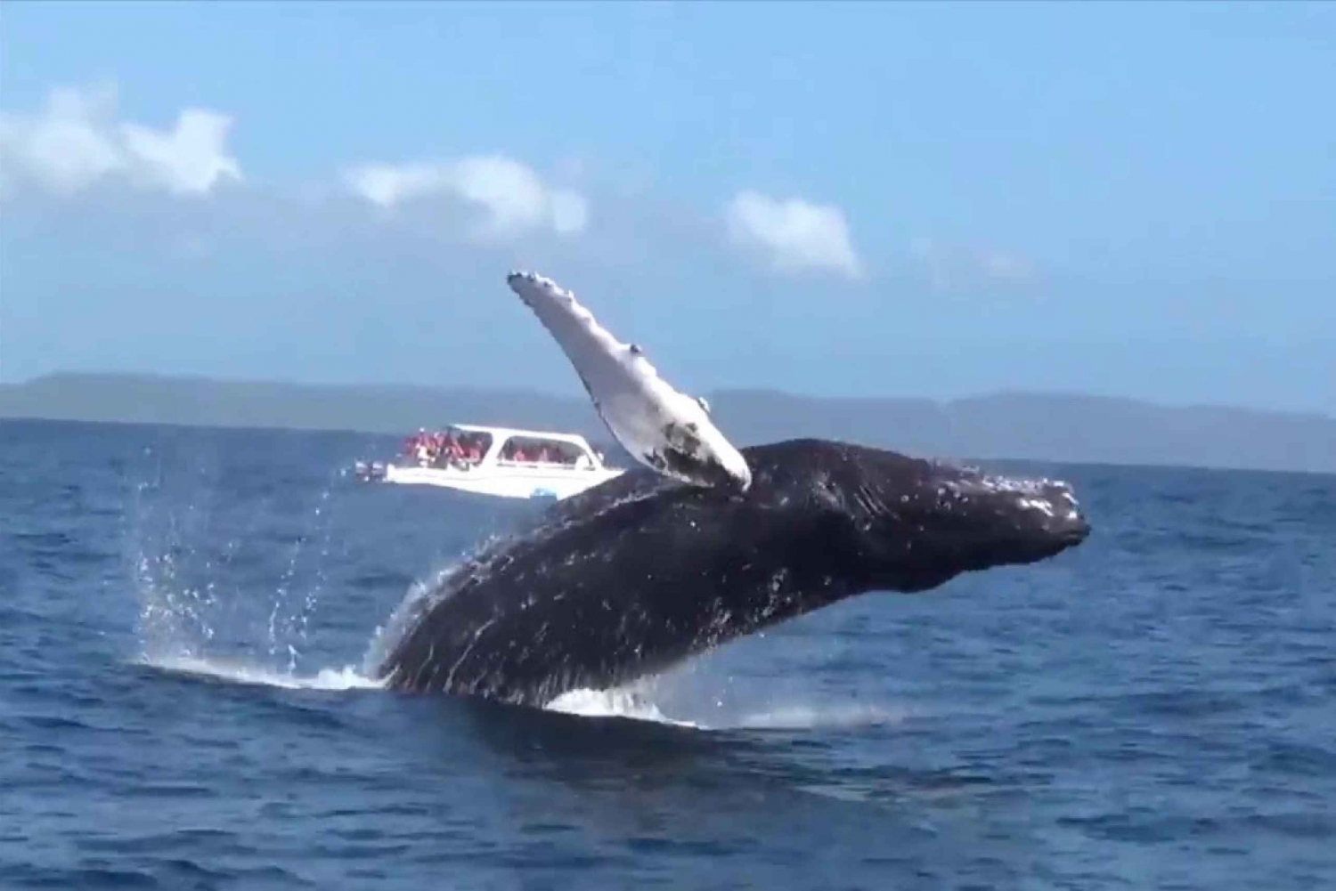 Samaná: Excursión guiada de un día con almuerzo buffet y avistamiento de ballenas