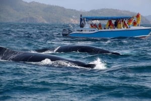 Samana: Guided Day Trip with Buffet Lunch and Whale Watching