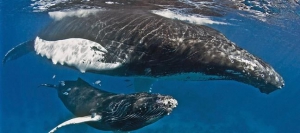 Whale Watching - Samaná Bay