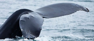 Whale Watching - Samaná Bay