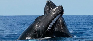 Whale Watching - Samaná Bay