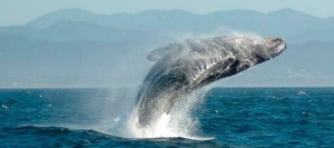 Whale Watching - Samaná Bay