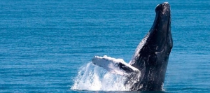 Whale Watching - Samaná Bay