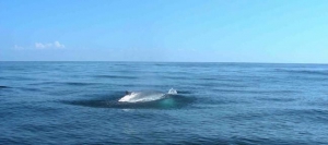 Whale Watching - Samaná Bay