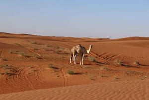 3000cc Dune Buggy Adventure+Desert Safari-Private Experience