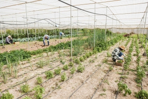 4日間UAE文化の旅：ドバイ、アブダビ、アルアイン