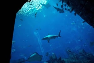 5-Day Pass: Hop-On Hop-Off, Lost World Aquarium, Dubai Frame