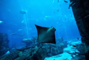 5-Day Pass: Hop-On Hop-Off, Lost World Aquarium, Dubai Frame