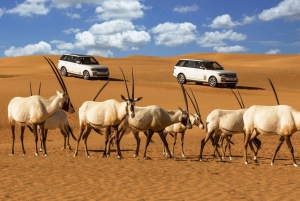 7-Hour Platinum Desert Safari from Dubai